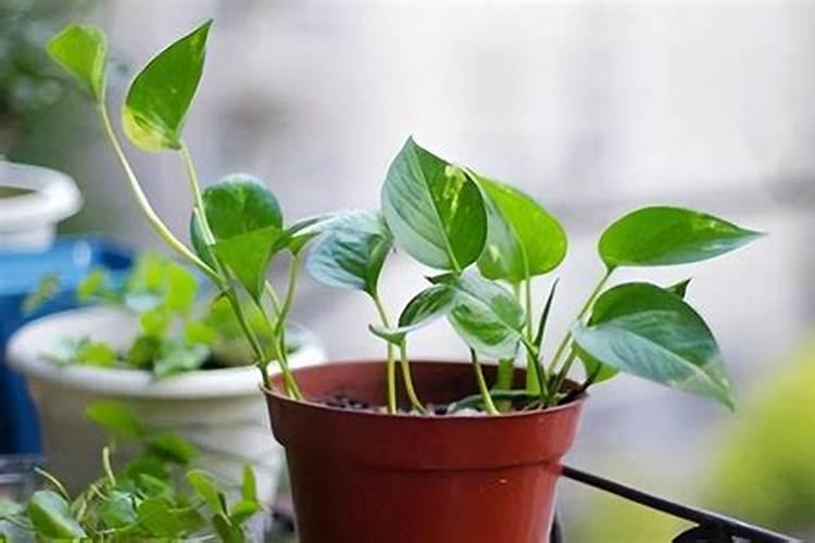 绿萝移植物多久施肥 绿萝移植后需要多久施肥？