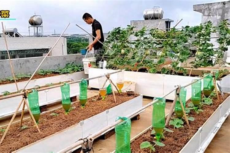 多肉植物用什么肥料比较好