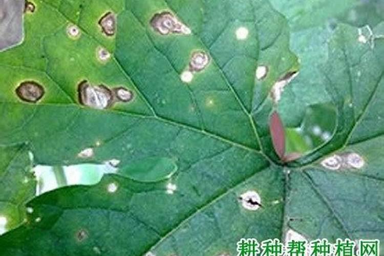 苦瓜打什么农药结瓜多