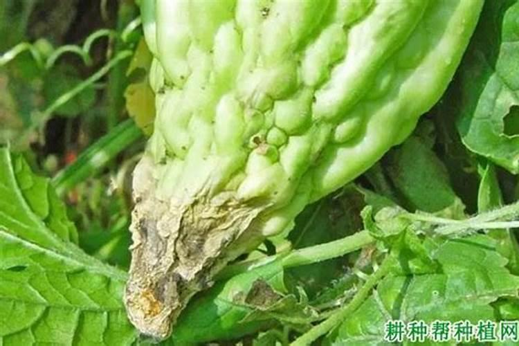 为什么雨后苦瓜叶子干枯需要用什么药吗