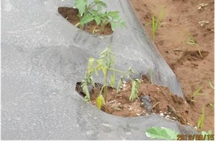 苦瓜遇连阴雨叶子发黄怎样防法？