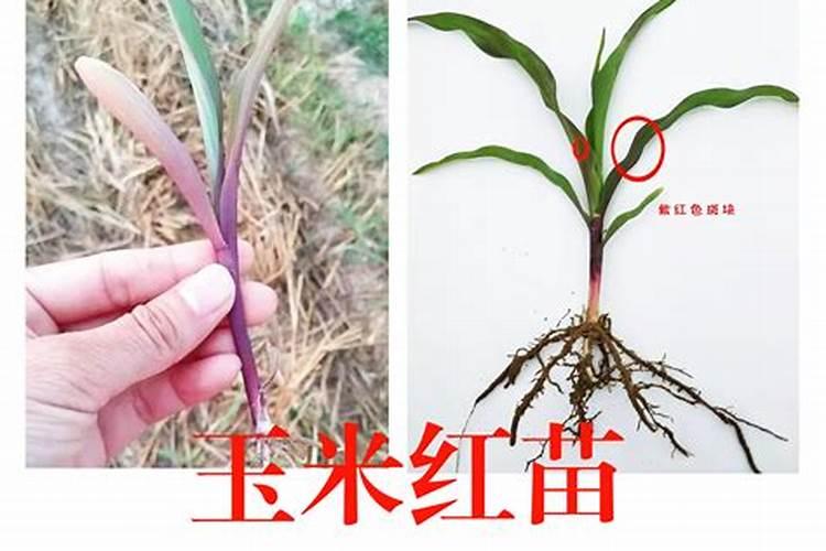 玉米红苗怎么解救
