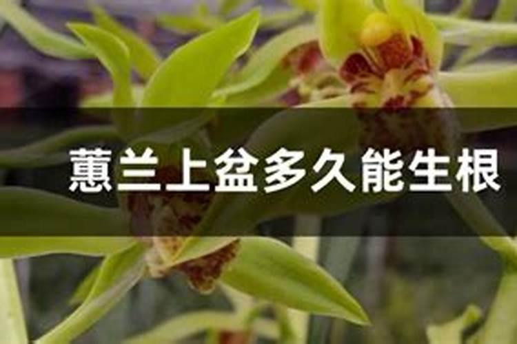 蕙兰应当如何栽培