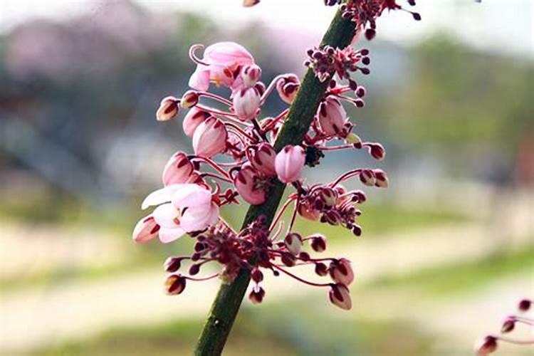 樱花树价格多少钱一棵？樱花树种植方法有哪些？