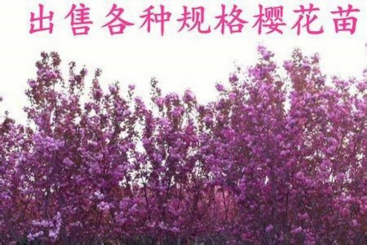 樱花怎么施肥