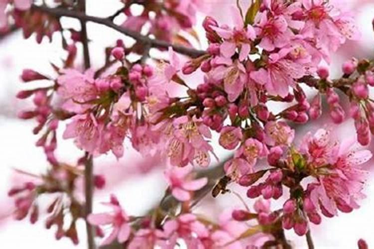 植樱花九月份喷什么叶面肥？