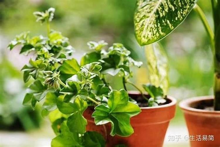 ...问题.(1)菜农常常对温室内的土栽蔬菜施用有机肥,有经验
