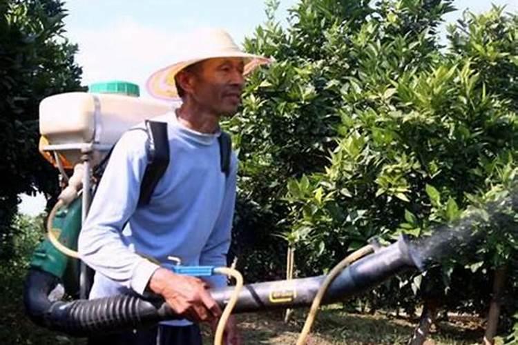 山茶花有花苞不开花怎么回事,有花苞时怎样施肥和管理