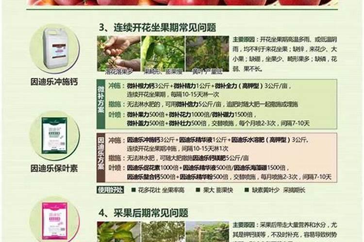 油松叶子发黄打什么药