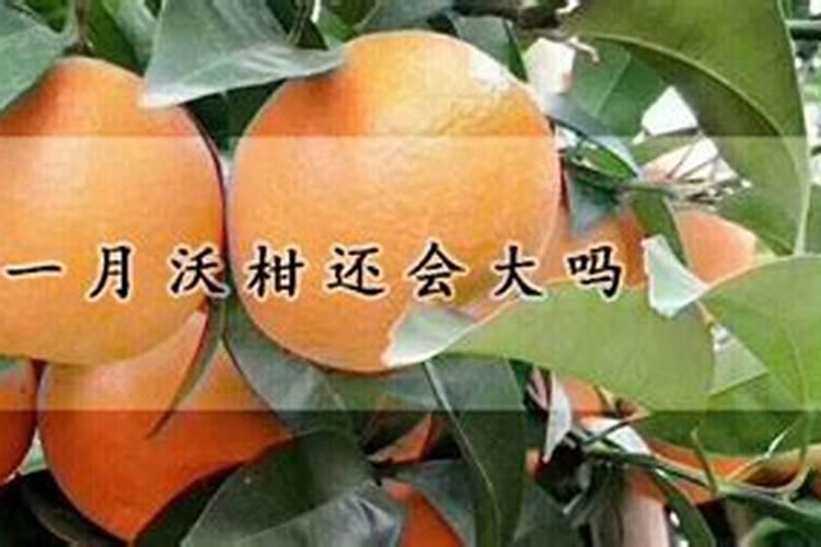 沃柑膨果期管理要点