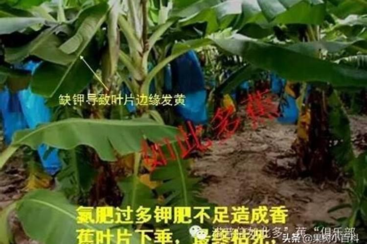香蕉一年中什么时间施肥最好？
