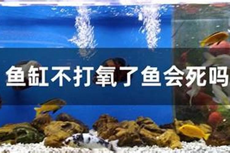 荷花缸中使用氮磷钾复合肥金鱼会不会死？