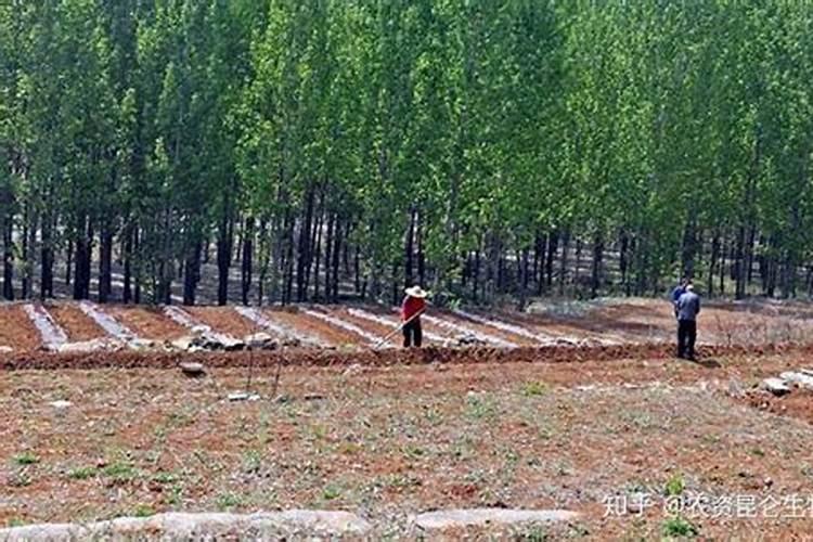 你好,哥,我家的山地干旱缺水种植什么树比较好？