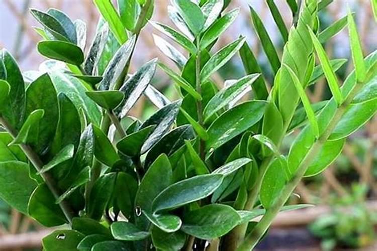 吴茱萸的施肥时间要点有哪些？
