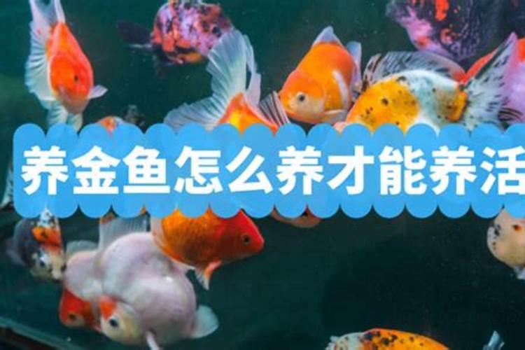 鱼蛋白对植物的作用