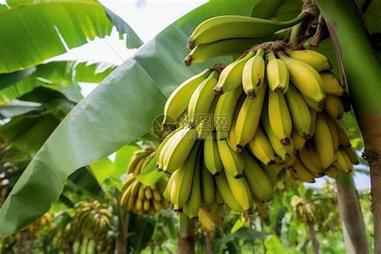 用香蕉皮泡水浇花水可以长时间存放吗？