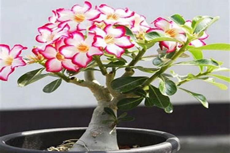 沙漠玫瑰怎么浇水和施肥