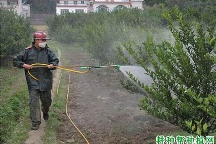 枣子和苹果谁最先成熟？
