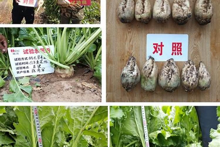 甜菜的种植怎么施肥？