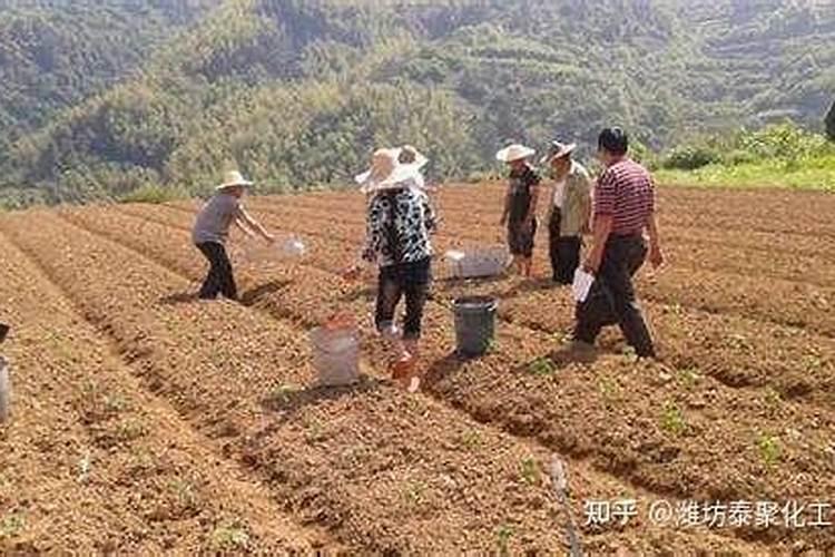 小雏菊刚发芽需要施肥吗？要什么时候施肥？施哪种肥料？