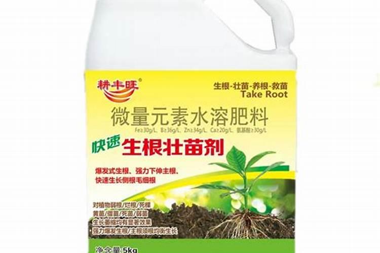 蓝莓怎么养殖一年开花就结果