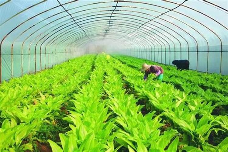 有机肥为植物提供什么