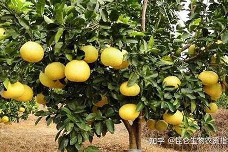 桉树肥哪家好？