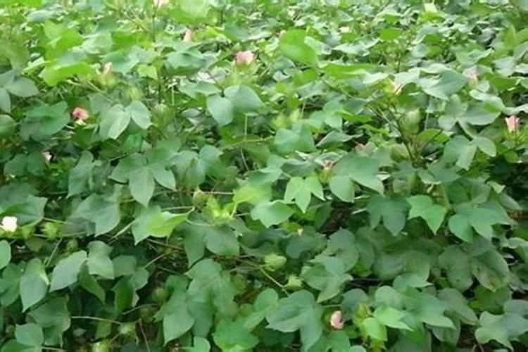 棉花每个生长周期的施肥方案 施肥用一铵还是用二铵