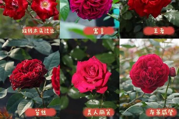 月季施什么肥开花最好