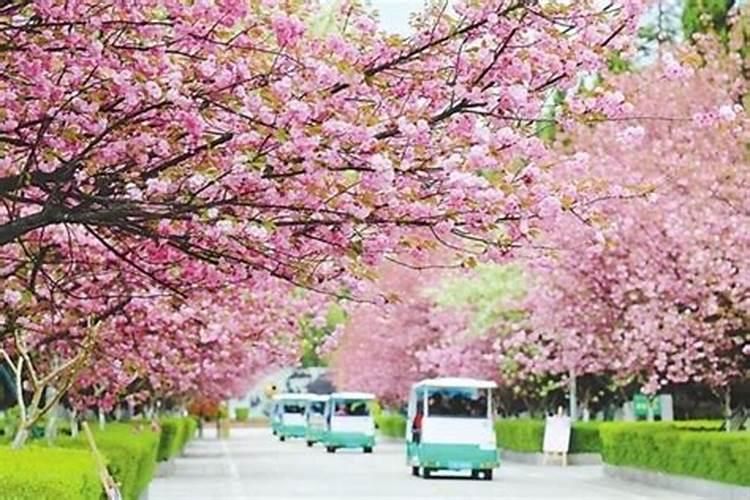 如何樱花施肥