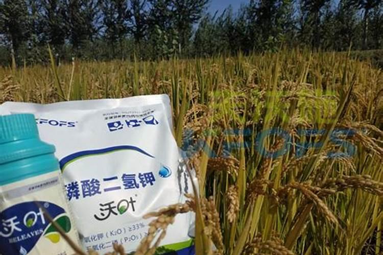 白糖对果树有什么好处