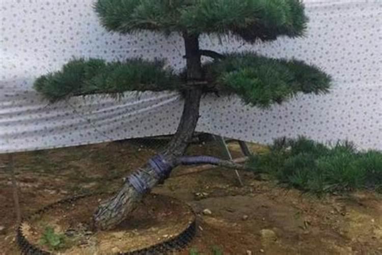 果树上用了亚磷酸钾还用剪枝吗？