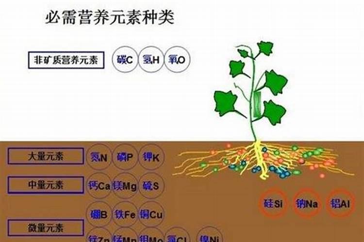 俄罗斯水稻田怎样