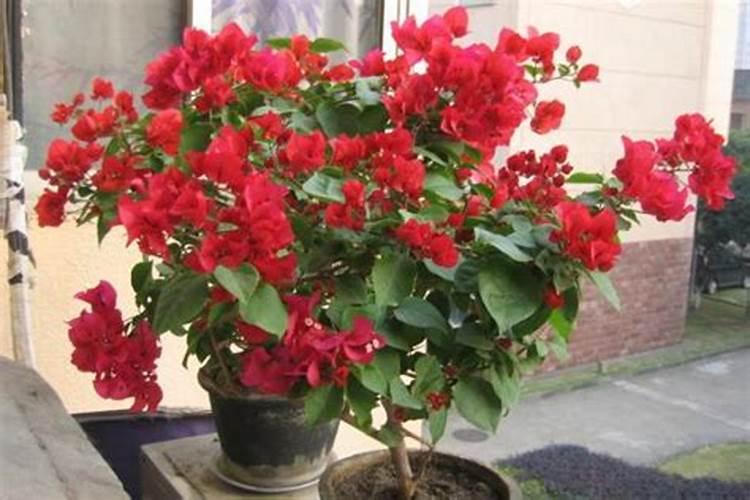 给花施肥能用什么代替肥料