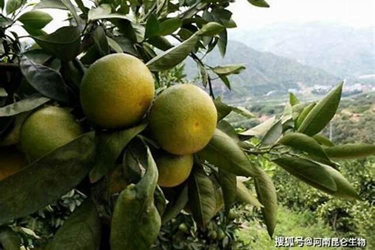 沃柑几月开花结果 什么时候开花结果