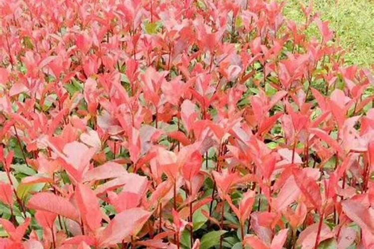 红叶石楠施什么肥料？