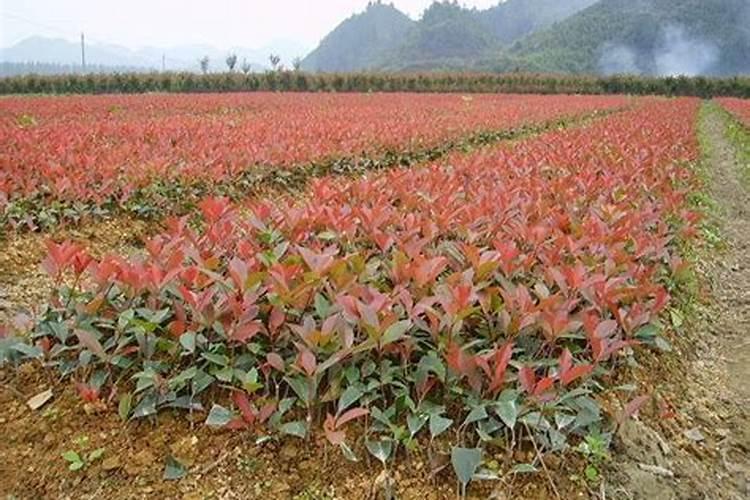 红叶石楠施什么肥料？