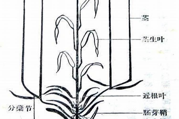 小麦喜欢什么肥料