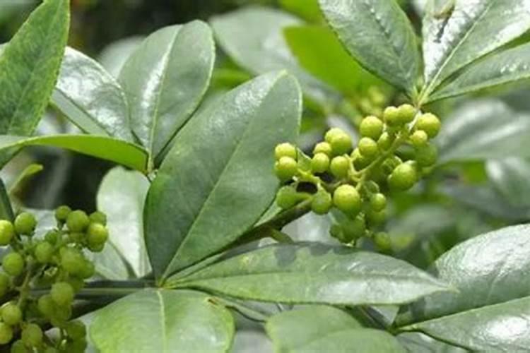 秋肥到底该如何选？高氮、平衡、高钾各有什么差别？