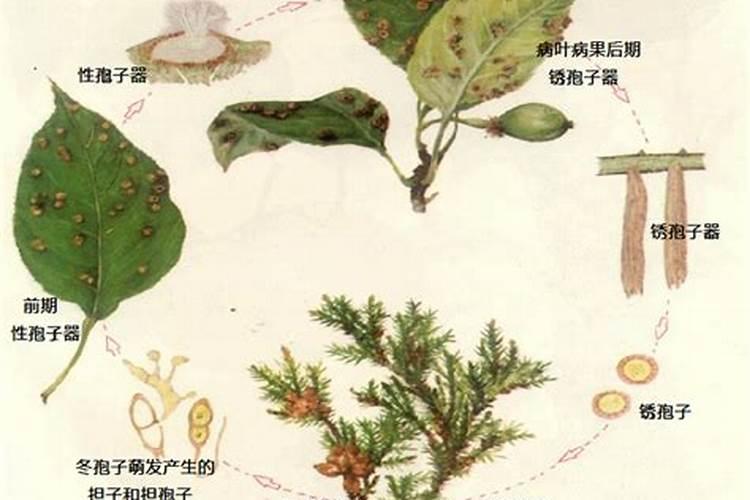 什么是杀菌剂？