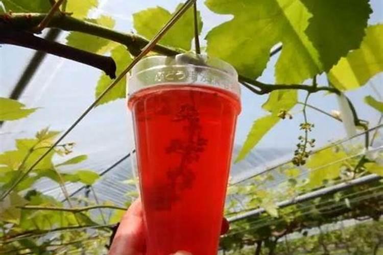 阳光玫瑰葡萄4月份能充棚思肥吗？