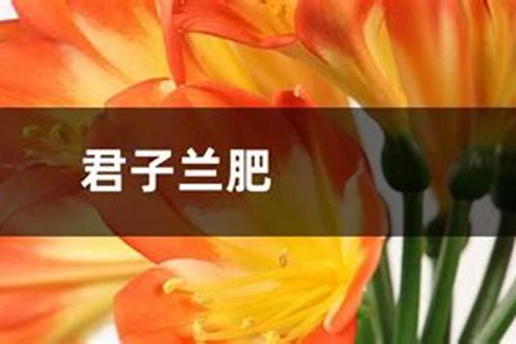 氮肥可以兑水浇花吗