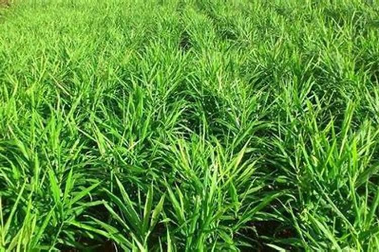 盆栽多肉植物施什么肥 该如何施肥