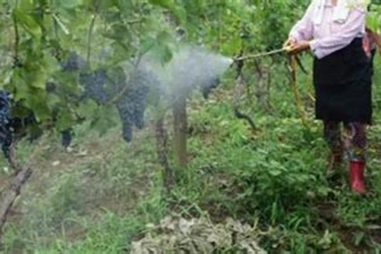 芒果树结果期怎样施肥