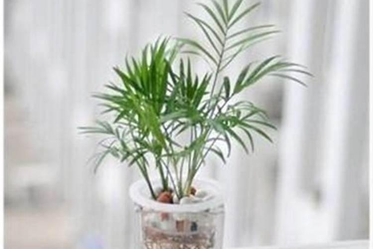 种芒果施什么肥