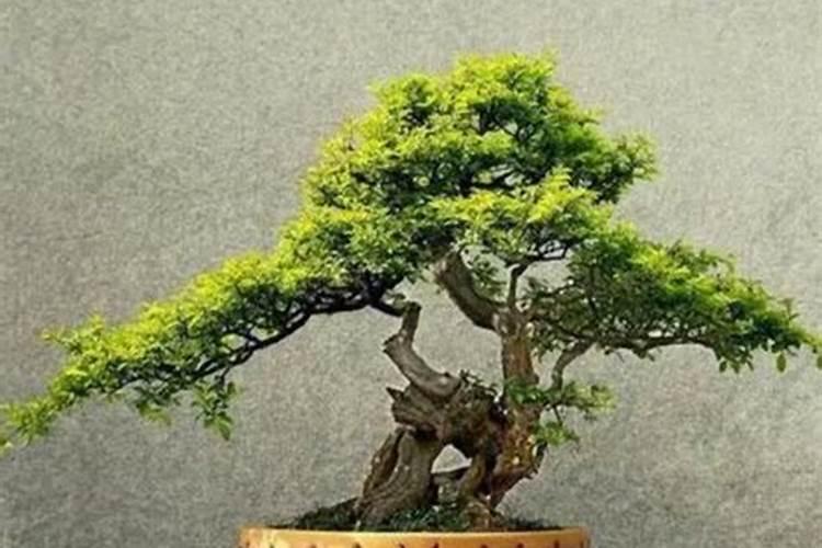 灌了灭草剂小苗叶子不舒展怎样解决？