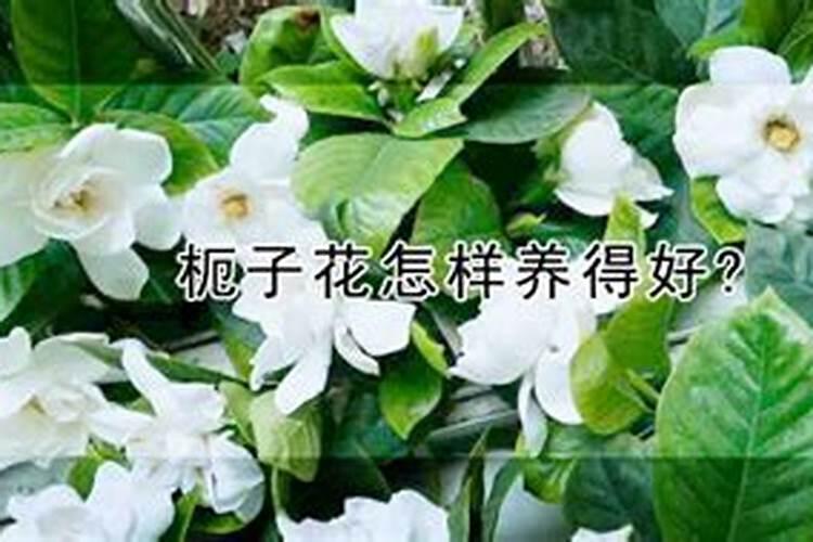 一颗小麦主要的微量元素