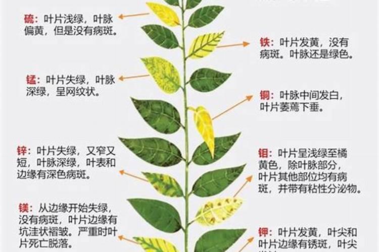玉米使用什么叶面肥好(玉米喷施什么叶面肥效果最好)
