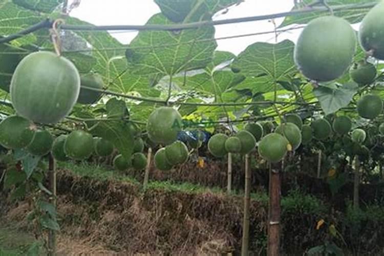 罗汉果对土壤的消毒作用