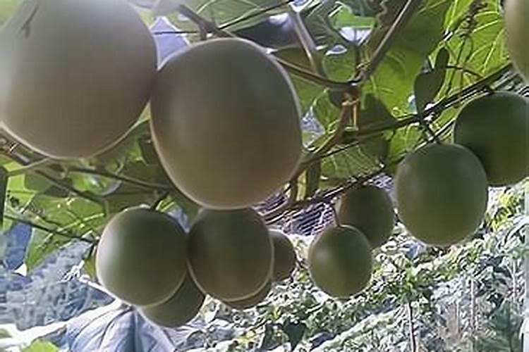 罗汉果怎么种？